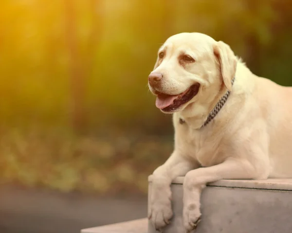 Labrador retriever portrait in nature — Stock Photo, Image