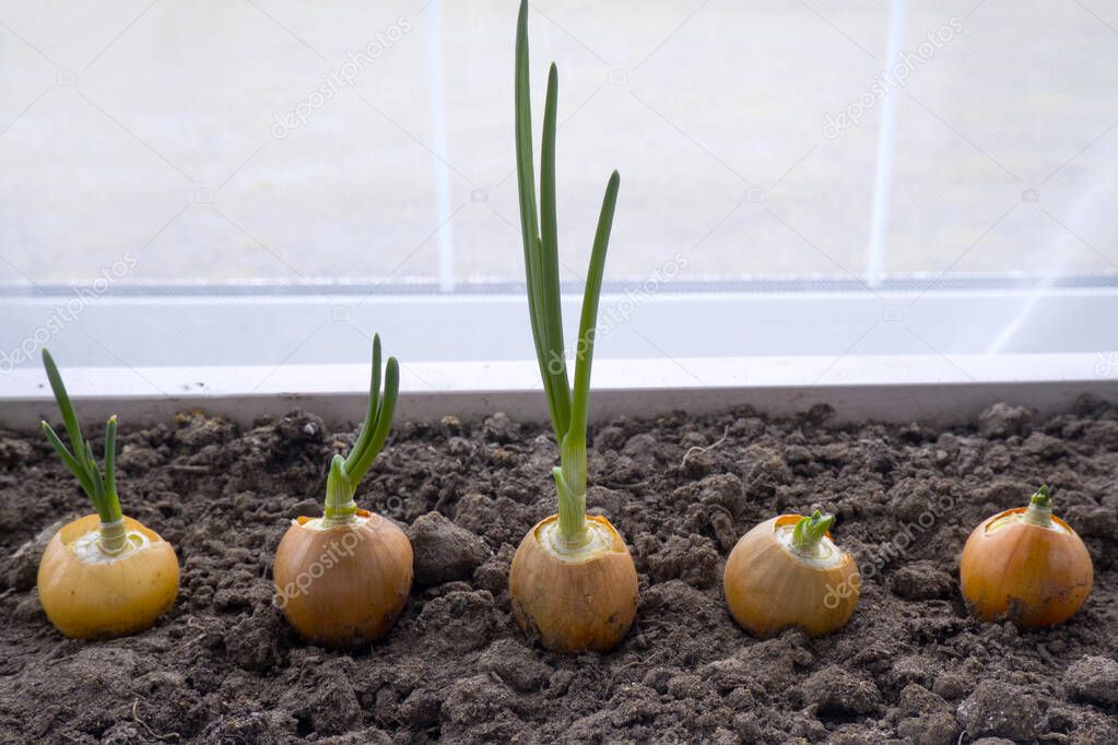 Spring onion sprouts make their way from the bulbs growing in the ground in a white wooden container