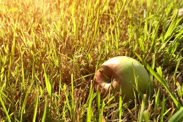 熟したリンゴのクローズアップは、夏の庭の太陽の下で緑の上にあります。収穫 — ストック写真