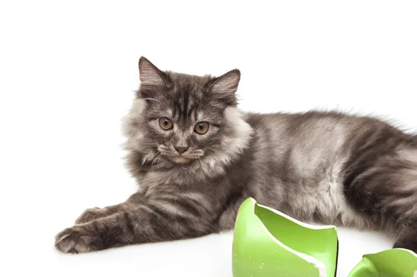 Roztomilý šedá kočka cítí se provinile po rozbití hrnečku — Stock fotografie
