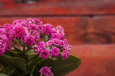 aranjmani Calandiva çiçekler mor bir tencerede