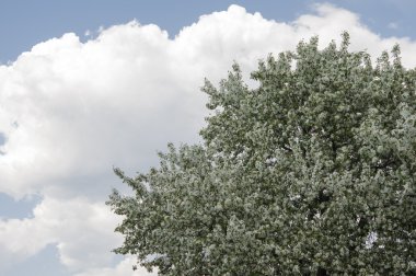 Erik çiçeği erken Bahar temsil eden çiçektir