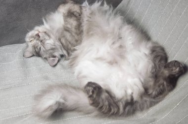 Uzun saçlı gri kedi, bir ev ortamında kanepede uyuyor..