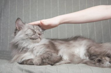 Çocuğun eli kedinin başını okşuyor..