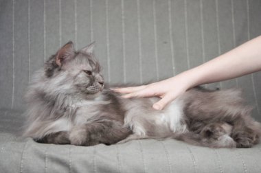 Çocuğun eli kedinin başını okşuyor..