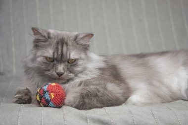 Şirin, uzun saçlı kedi oyuncak oynuyor.)