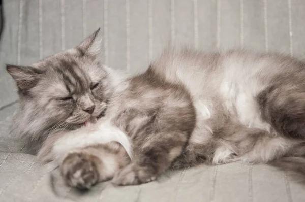 Gato Gris Pelo Largo Durmiendo Sofá Entorno Hogareño —  Fotos de Stock