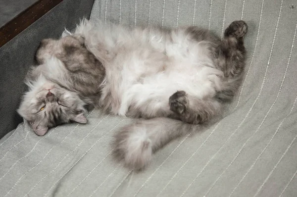 Μακριά Μαλλιά Γκρι Γάτα Κοιμάται Έναν Καναπέ Ένα Σπιτικό Περιβάλλον — Φωτογραφία Αρχείου