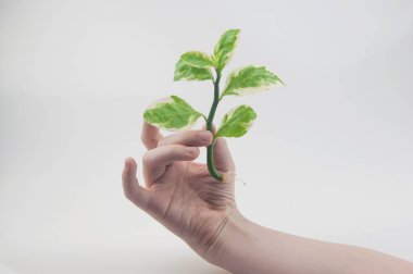 Çocuk eli, saksıya nakledilmeye hazır gül kökü gösteriyor..