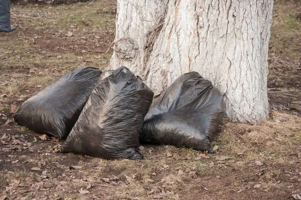 Zwarte Plastic Vuilniszakken Vol Herfstbladeren Seizoensgebonden Schoonmaak Van Straten Van — Stockfoto