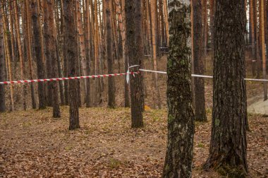 Ormanda bahar zamanı. Çam Ormanı