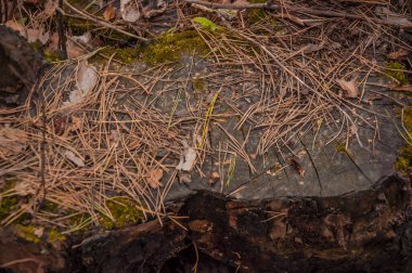 İlkbaharda ormanda kesilmiş bir ağaç gövdesi. Devrilmiş bir ağacın çürümüş gövdesinin dokusu. Kesilmiş bir ağaç gövdesinin ya da kütüğünün koyu kahverengi tonları..