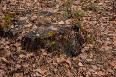 İlkbaharda ormanda kesilmiş bir ağaç gövdesi. Devrilmiş bir ağacın çürümüş gövdesinin dokusu. Kesilmiş bir ağaç gövdesinin ya da kütüğünün koyu kahverengi tonları..