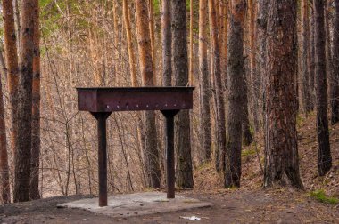 Brezilya (mangal) Çam ormanında tek başına duruyor