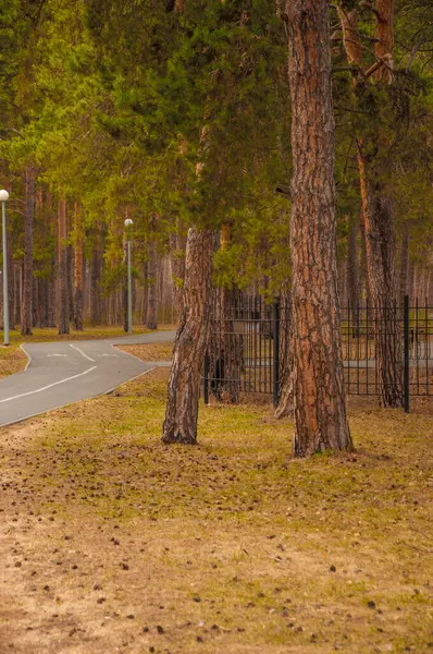 Vårtid Skogen Tallskog — Stockfoto