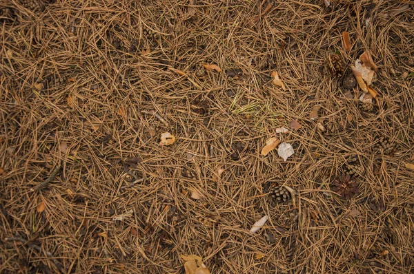 Vista Dall Alto Pigne Aghi Sparsi Terra Come Tappeto Naturale — Foto Stock