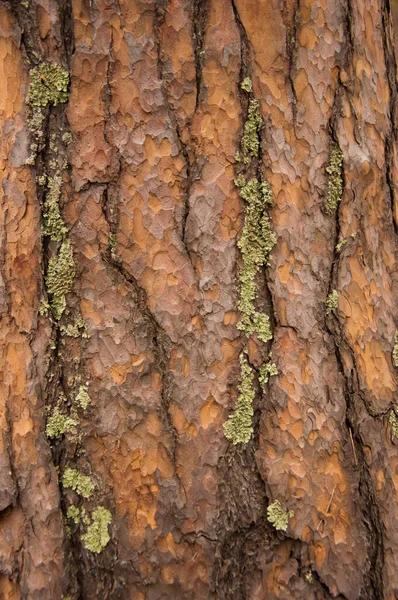 Musgo Verde Una Corteza Árbol Fondo Textura Musgo Natural — Foto de Stock