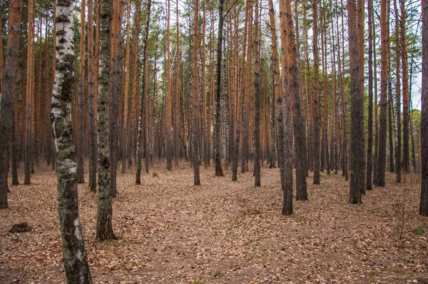 Frühlingszeit Wald Kiefern Und Birkenwald — Stockfoto