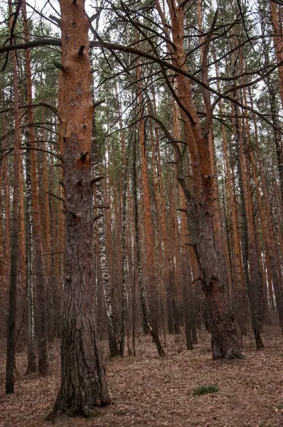 Άνοιξη Στο Δάσος Δάσος Πεύκου — Φωτογραφία Αρχείου