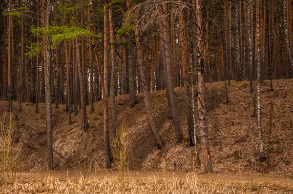 Spring Time Forest Pine Forest — Stock Photo, Image