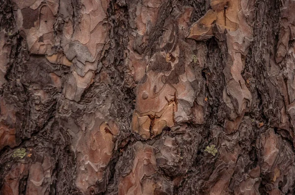 Zblízka Kůra Stromu Přírodní Dřevo Pozadí — Stock fotografie