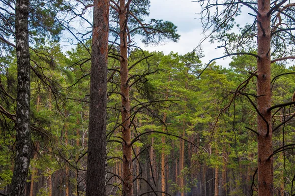 Spring Time Forest Pine Forest — Stock Photo, Image