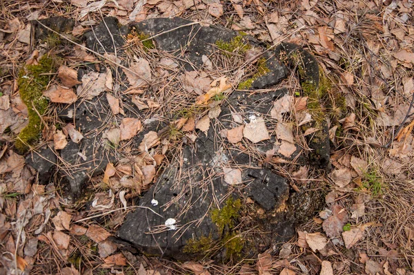 Oude Gevelde Boomstam Het Bos Het Voorjaar Textuur Van Een — Stockfoto