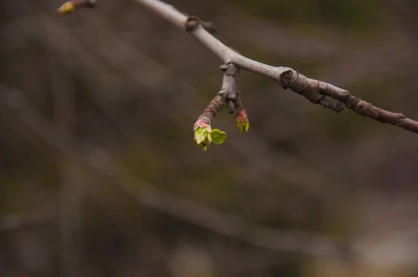 First Spring Gentle Leaves Buds Branches Macro Background — Stock Photo, Image