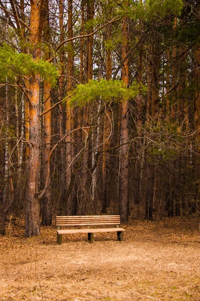 Panchina Nel Parco Tra Gli Alberi — Foto Stock