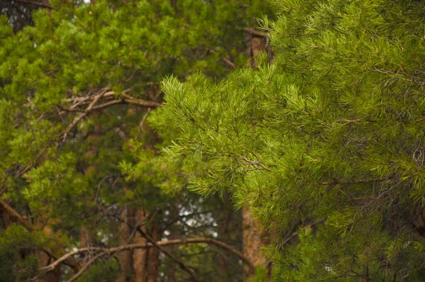 Frühlingszeit Wald Kiefernwald — Stockfoto