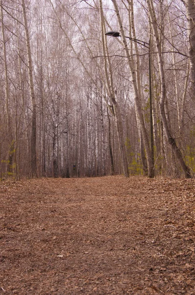 Stig Som Leder Genom Sity Park — Stockfoto