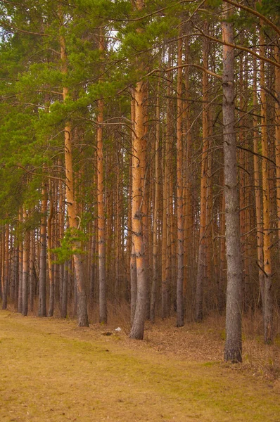 Primavera Bosque Bosque Pino — Foto de Stock