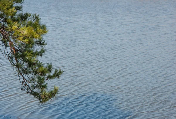 Blaues Wasser Einem Waldsee Mit Kiefern — Stockfoto