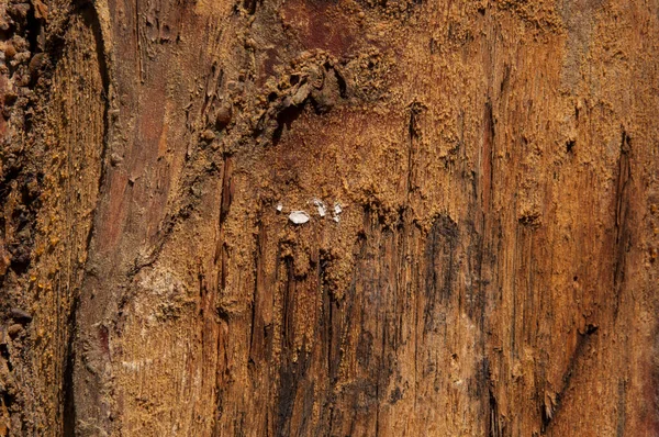 古い松の木の皮の質感背景 — ストック写真