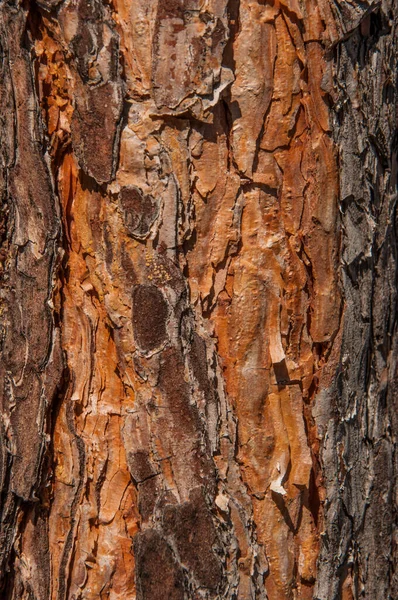 Кора Старой Текстуры Сосны Фон — стоковое фото