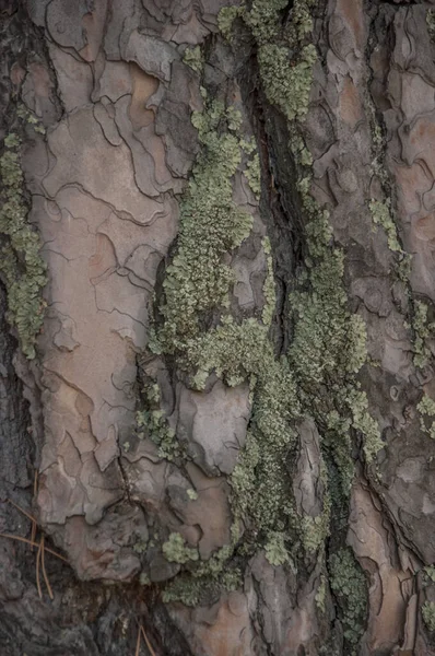 Cubierta Musgo Sobre Fondo Corteza Árbol Textura Musgo Cerca Superficie — Foto de Stock