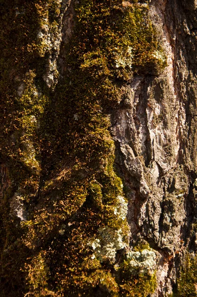 Moss Cover Tree Bark Background Close Moss Texture Tree Surface — Stock Photo, Image