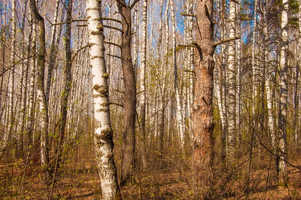 清晨时分的白桦树 松树和冷杉混交林 — 图库照片