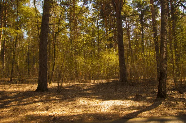 Lesní Krajina Nádherná Lesní Příroda Pinery Létě — Stock fotografie