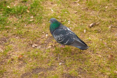 Yerde güvercin ya da şehirde asfalt. Güvercin ayakta.