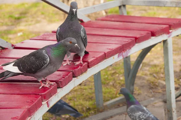 Deux Belles Vues Rapprochées Pigeons Sauvages Ville Columbidae Assis Sur — Photo