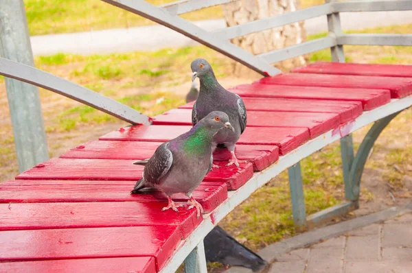 Twee Prachtige Close Beelden Van Wilde Stadsduiven Columbidae Zittend Bank — Stockfoto