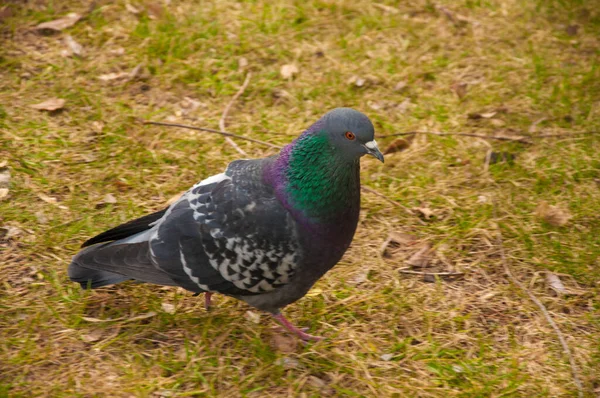 Pigeon Sur Sol Trottoir Dans Une Ville Pigeon Debout — Photo