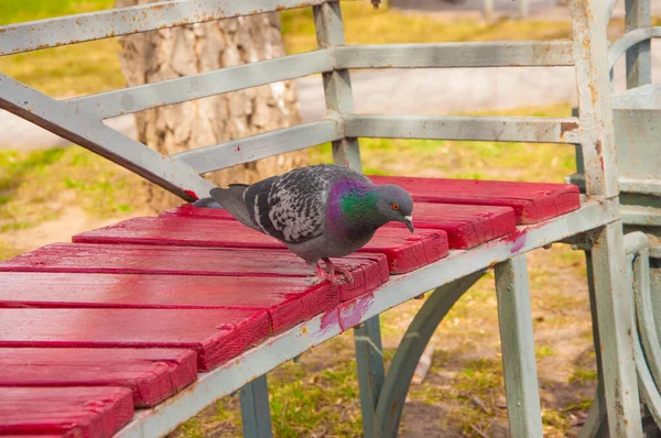 Чудовий Вигляд Звичайного Міського Дикого Голуба Columbidae Сидить Лавці — стокове фото