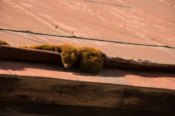 家の屋根の上のモスマクロ — ストック写真