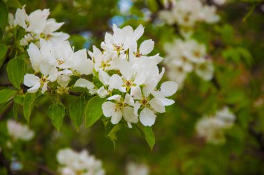 Bahar çiçeği: çiçek açan bir elma ağacının arka plandaki dalı