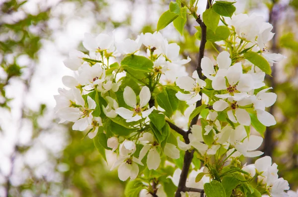 Jarní Květ Větev Kvetoucího Jabloně Zahradním Pozadí — Stock fotografie