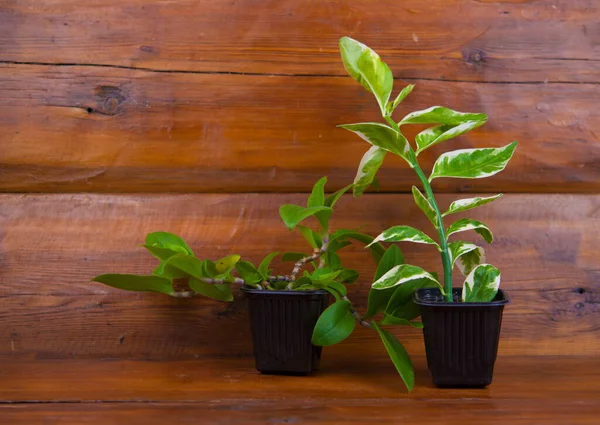 Planta Sala Com Folhas Lindamente Modeladas Panela Preta Mesa Madeira — Fotografia de Stock