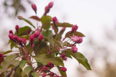Çiçek açan ağaçların arka planında pembe çiçekli elma ağacı dalı