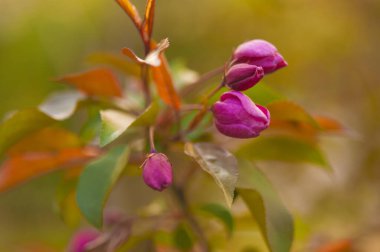 Çiçek açan ağaçların arka planında pembe çiçekli elma ağacı dalı